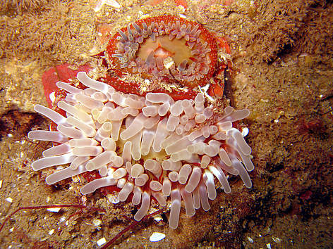 Nordre Rønner - søanemone / ©: Orbicon / ©: Orbicon