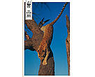 WWF Verdensnaturfondens Årsrapport 2010