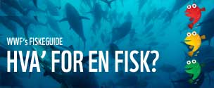 www.hvaforenfisk.dk / ©: WWF Danmark / ©: WWF Danmark
