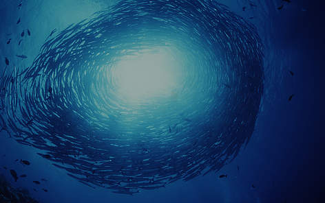 Barracudas (Sphyraenidae) seen underwater, schooling. Indo-Pacific Ocean / ©: Jürgen Freund / WWF-Canon Barracudas Hav Fiskeri Fisk / ©: Jürgen Freund / WWF-Canon