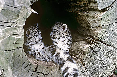 Snow leopard cubs (Panthera uncia) / ©: David Lawson / WWF-UK Sneleopard Dyr / ©: David Lawson / WWF-UK