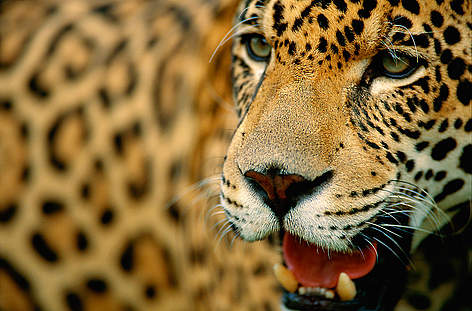 Jaguar (Panthera onca), Pantanal, Mato grosso, Brazil / ©: Staffan Widstrand / WWF Brasilien Dyr Jaguar / ©: Staffan Widstrand / WWF