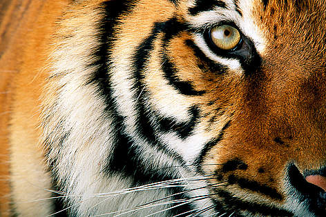 Tiger Dyr / &copy;: National Geographic Stock/ Michael Nichols / WWF