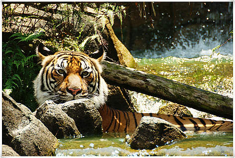 Indochinese tiger (Panthera tigris corbetti) is only found in the Greater Mekong region of ... / ©: Choong Joon LAI / WWF Tiger Dyr Mekong / ©: Choong Joon LAI / WWF
