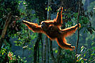 Regnskov Skov Orangutang Dyr Sumatra Indonesien Regnskovspartner Partner