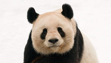 Male giant panda (Ailuropoda melanoleuca) portrait, lying on snow, approximately 10 years, captive / ©: naturepl.com /Edwin Giesbers / WWF Panda Dyr Kina / ©: naturepl.com /Edwin Giesbers / WWF