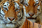 Sibirisk Tiger Dyr  
