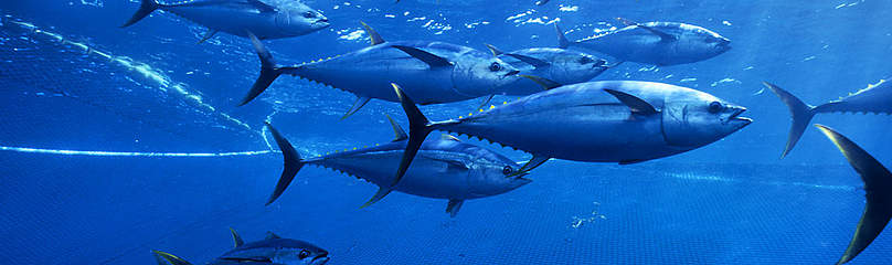 Yellow fin tuna (Thunnus albacares) shoal caught 275ft purse seiner fishing nets, Pacific ocean, ... / ©: naturepl.com / Doc White / WWF Tun Fisk Hav Fiskeri Dyr MSC / ©: naturepl.com / Doc White / WWF