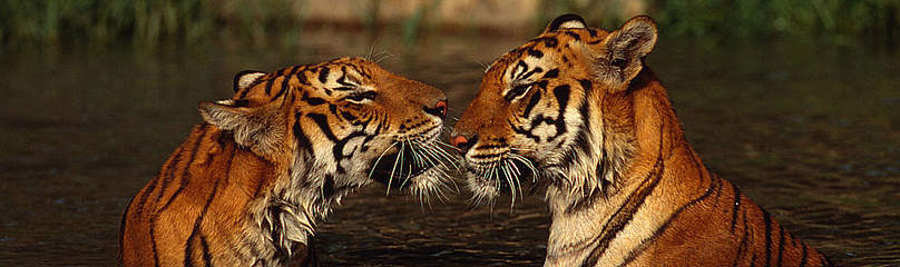 Tiger Thailand Dyr / &copy;: Martin Harvey / WWF-Canon