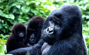 Dyr Gorilla Congo Skov Regnskov