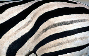 Zebra Dyr Afrika Østafrika 