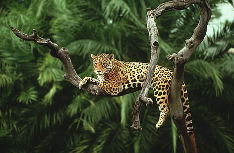 Brasilien Dyr Jaguar Sydamerika Regnskov / &copy;: Y.-J. Rey-Millet / WWF-Canon