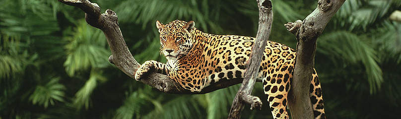 Jaguar (Panthera onca) in a tree Pantanal, Brazil. / ©: Y.-J. Rey-Millet / WWF-Canon Brasilien Dyr Jaguar Sydamerika Regnskov / ©: Y.-J. Rey-Millet / WWF-Canon