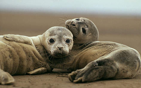 Couple of Harbour seal (Phoca vitulina) on sand beach, Wadden Sea, Netherlands. / ©: Jan van de Kam / WWF Spættet Sæl Dyr Hav Vadehavet / ©: Jan van de Kam / WWF