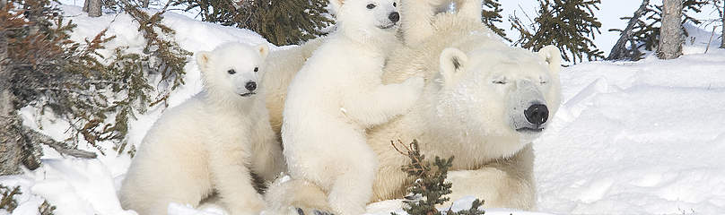 Mother Polar bear with her triplets, Canada / ©: David Jenkins / WWF-Canada / ©: David Jenkins / WWF-Canada